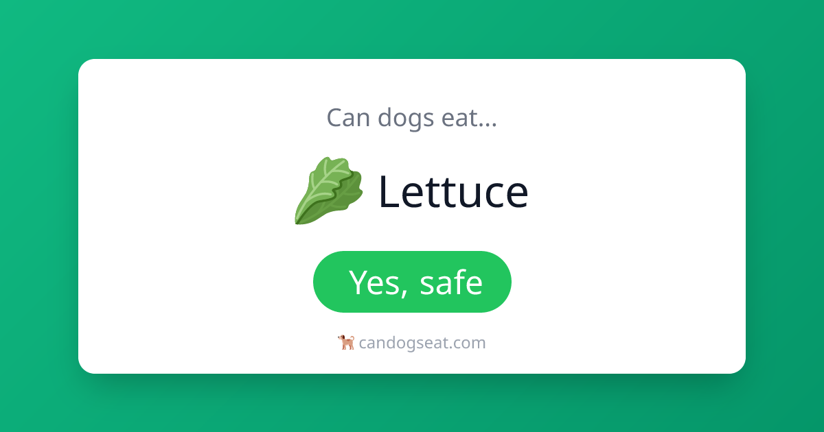 Illustration of Good For Dogs Fresh Leaf Lettuce